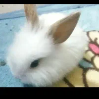 خرگوش لوپ|موش و خرگوش|سبزوار, جوادیه شرقی|دیوار