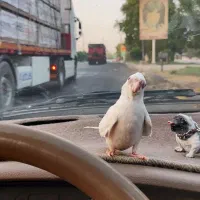 عروس هلندی البینو