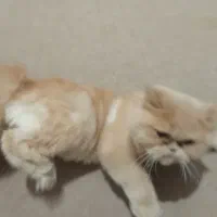 گربه پرشیین شناسنامه دار