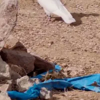 کبوتر|پرنده|درمیان, |دیوار