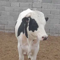 گوساله نر گاوداری صنعتی