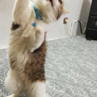 گربه فحل ماده دی اس اچ|گربه|ری, شهادت|دیوار