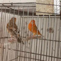 قناری|پرنده|فسا, |دیوار
