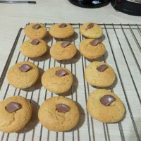 بهترین و باکیفیت ترین کوکی|خدمات پذیرایی، مراسم|اقبالیه, |دیوار