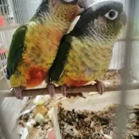 جوجه های سرلاکی گرینچیک در رنگهای مختلف ،راهب