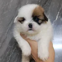 شیتزوسوپر|سگ|مشهد, گلبرگ|دیوار