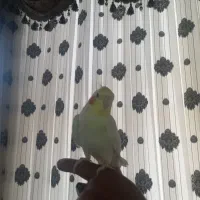 عروس هلندی سخنگو|پرنده|حمیدیا, |دیوار