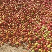 خرید سیب زیر درختی از باغ شما