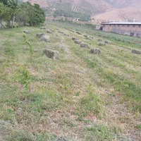 ۱۸۰پرس شبدر و گنرنگال قاطی روستای قاضی اباد|لوازم جانبی حیوانات|ازنا, |دیوار