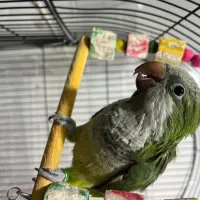 فروش فوری قیمت مناسب دستی صحبتی