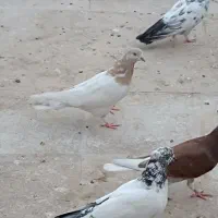 کل زرد نر معاوضه با پلاس
