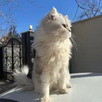 گربه بریتیش سیلور لانگهیر|گربه|تهران, شارق|دیوار