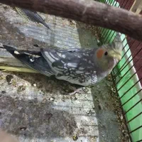 عروس هلندی|پرنده|اهرم, |دیوار