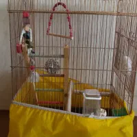 قفسپرندهمخصوصقناری.عروسهلندی.قفسنومیباشد|لوازم جانبی حیوانات|بروجن, |دیوار