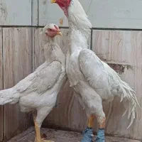 جوجه خروس و مرغ اوشامو نسل ، بوقلمون محلی کرچ