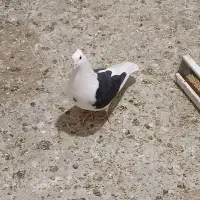 کفتر طوقی پشت سیاه