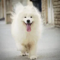 سگ سامویید نر و ماده وارداتی کینگ سایز