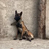 مالینیوز سگ پلیس|سگ|شاهدشهر, |دیوار