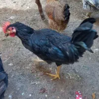 خروس سالم وسرحال
