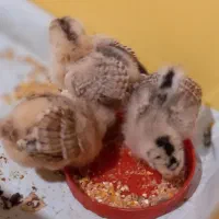 جوجه گلین