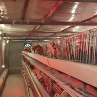 500عدد مرغ ها گل  پایگانی|حیوانات مزرعه|عطاملک, |دیوار