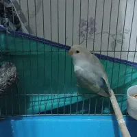 طوطی های برزیلی|پرنده|اردبیل, |دیوار