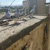 ساده