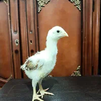 جوجه لاری ترک و افغان