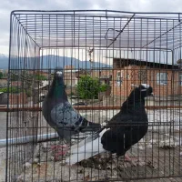 کفتر المانی