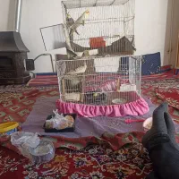 2جفت عروس هلندی بالغ|پرنده|مشهد, سجادیه|دیوار