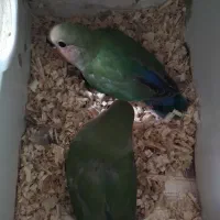 جوجه کوتوله|پرنده|مشهد, شهید مطهری|دیوار