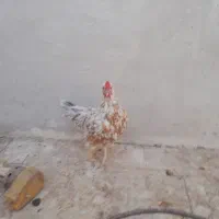 فروش ۲ عدد مرغ کرچ|حیوانات مزرعه|قم, کلهری|دیوار