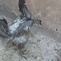 مرغ تخمگذار|حیوانات مزرعه|تهران, هاشم‌آباد|دیوار