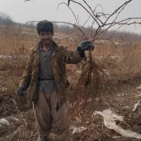 نهال انگور کشمشی درجه یک درشت