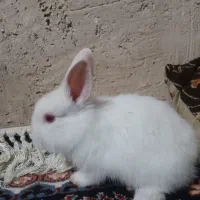 خرگوش|موش و خرگوش|فسا, |دیوار