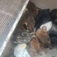 جوجه دو ماه