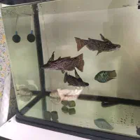 ماهی کت چوبی 6عدد|ماهی|اندیشه, اندیشه فاز ۴|دیوار