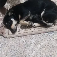 اشپیتز پا کوتاه ماده