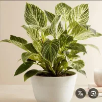 انواع گل‌های آپارتمانی وزینتی