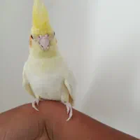 عروس هلندی لوتینو نر دستی چشم شرابی|پرنده|طبس, |دیوار