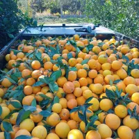 تامسون درجه یک