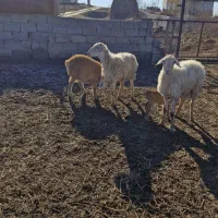 گوسفند،به،همراه بره نژاد مغانی قاپی گوینی