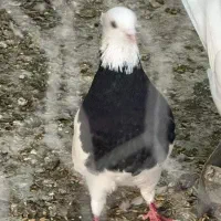 طوقی سو قدیم|پرنده|شاهین‌شهر, حافظ شمالی|دیوار