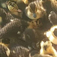 جوجه اردک اسرائیلی