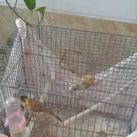 دو عدد قناری ماده اماده جفت|پرنده|فسا, |دیوار