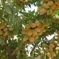 باغ-بادام