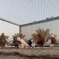 رنگی|پرنده|آبپخش, |دیوار