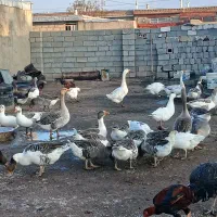 فروش غاز محلی|حیوانات مزرعه|پیرانشهر, |دیوار