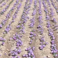 زعفران«زمین جهت کاشت»
