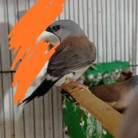 فنچ کراواتی و گلدین|پرنده|برازجان, |دیوار